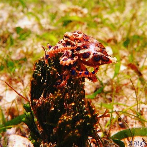 DERAWAN DIVE RESORT (Pulau Derawan) - Hotel Reviews & Photos - Tripadvisor