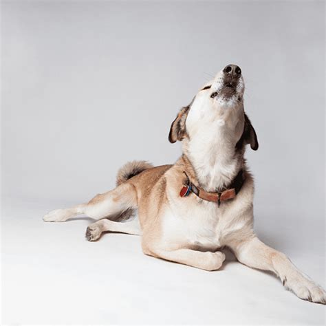 Why Do Dogs Like High Pitched Voice