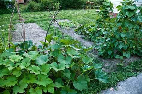 Can I Grow Butternut Squash In A Pot at Tyler Aikenhead blog