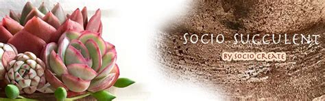 【socio succulent】