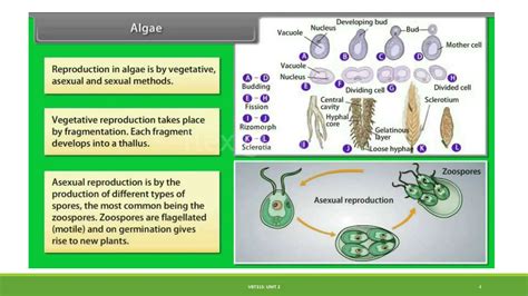 Reproduction Of Algae