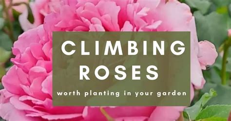 Fastest Climbing Roses 的图像结果