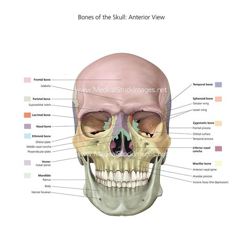 38 inferior skull anatomy labeled