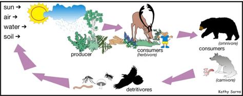 Ecosystem, Meaning, Components, Types and Functions