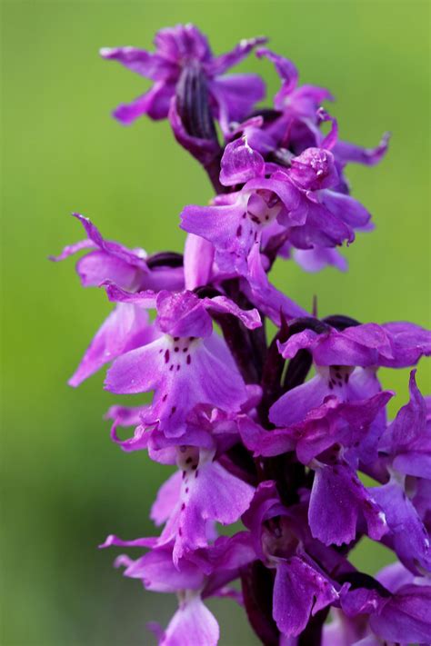 Flower Gallery :: Orchis :: 628_25