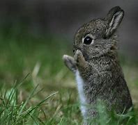 Image result for Bunny Wallpaper for Phone