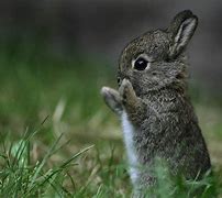 Image result for Adorable Baby Bunny Rabbits