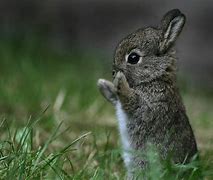 Image result for Baby Bunny Background