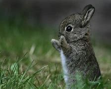 Image result for Happy Bunny Cute