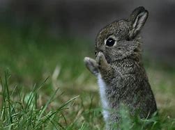 Image result for Cute Bunnies Aesthetic