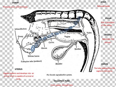 Cow Reproductive System Model 的图像结果