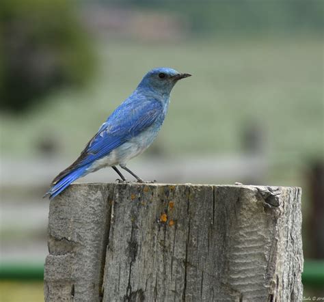 Mountain Bluebird - TR Bowlin