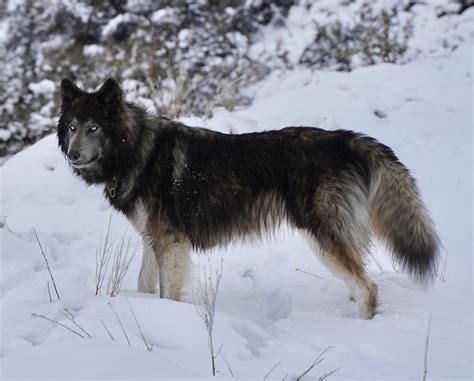 Are German Shepherd Wolf