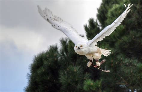 The 12 Endangered Birds Most At Risk of Extinction - Earth.com