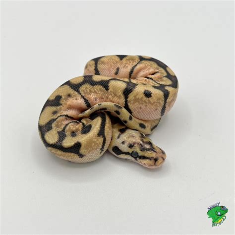 Image result for Ivory Ball Python