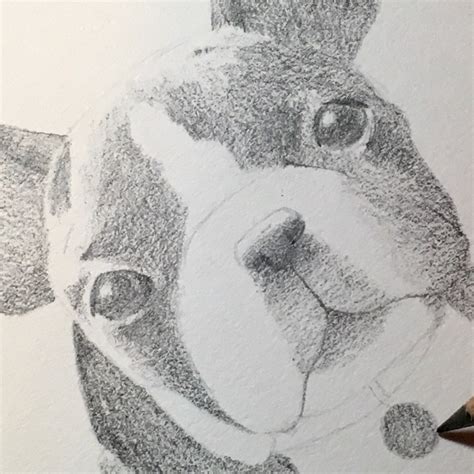 Image result for How to Draw Animals