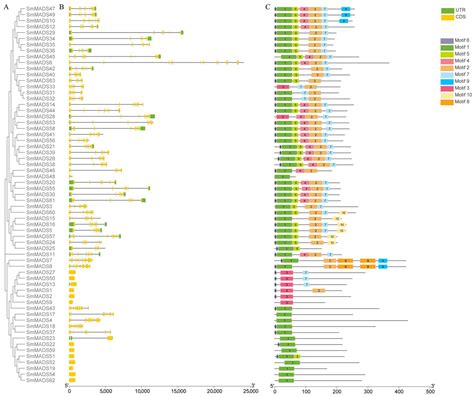 Genome-Wide Analysis of the MADS-box Gene Family and Expression ...