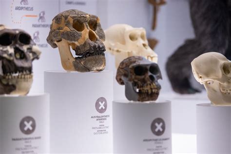 Image result for Australopithecus Fossils