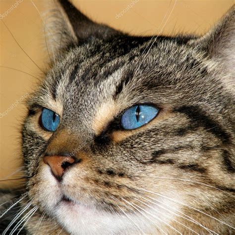 What Is A Blue Tabby Cat at Andre Thompson blog