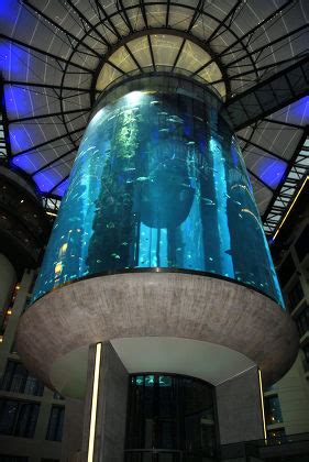 Aquarium DIY Tree Stump 的图像结果