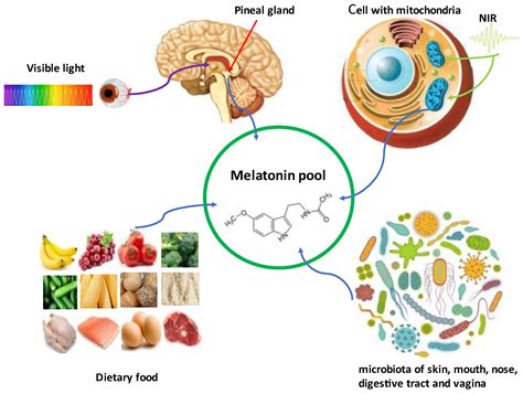 Melatonin: Both a Messenger of Darkness and a Participant in the ...