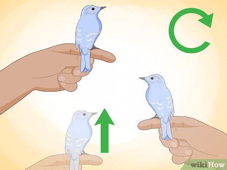Image result for Bird Training Discrimination Task