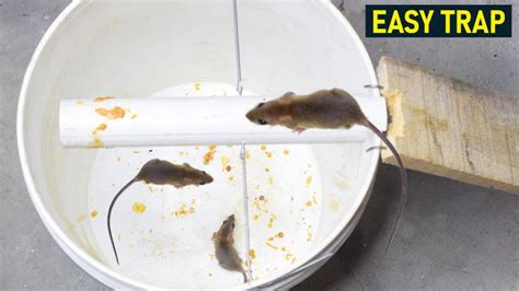 Electronic Mouse Trap Homemade 的图像结果