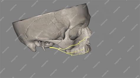 Premium Photo | The zygomatic branches of the facial nerve malar branches are nerves of the face