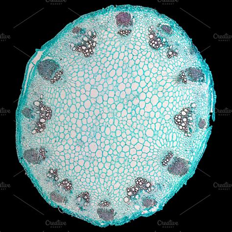 Light Microscope Micrograph 的图像结果