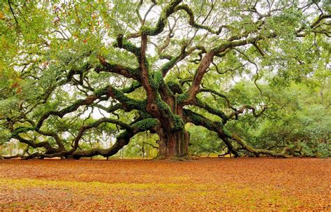 Image result for Example of Root of a Project