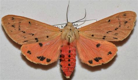 Insect Pests