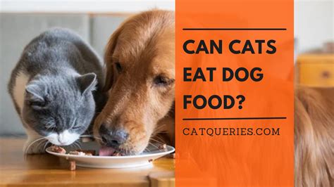 Can A Dog Eat Cats Food at Nancy Hansen blog
