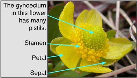 Gynoecium and formation of embryo sac — lesson. Science CBSE, Class 10.