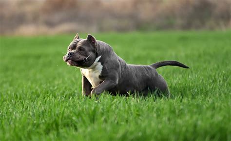 MICRO AMERICAN BULLY vs POCKET BULLY - Capcity Bullys