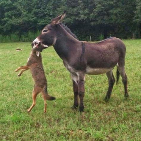 Donkey Vs Horse Fight at Oscar Trundle blog