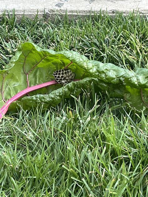 No one expects the Spanish Inquisition. Or wasps in the Swiss Chard ...