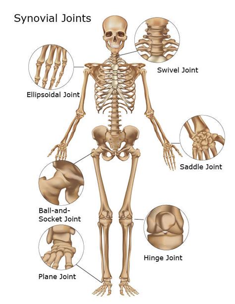 Image result for Musculoskeletal System Joints