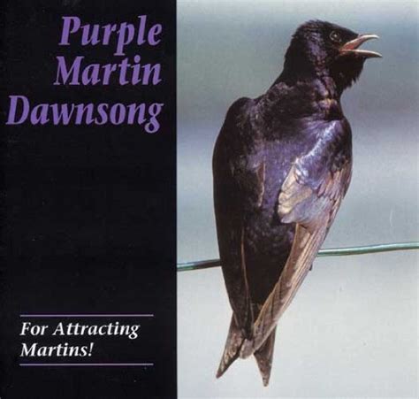 Purple Martin Conservation Products - Dawn Song CD - Purple Martin ...