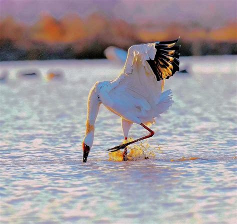 【白鹤摄影图片】生态摄影_太平洋电脑网摄影部落