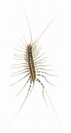 insettini bianchi in casa arthropod leg wikiwand insettini bianchi in casa arthropod leg wikiwand