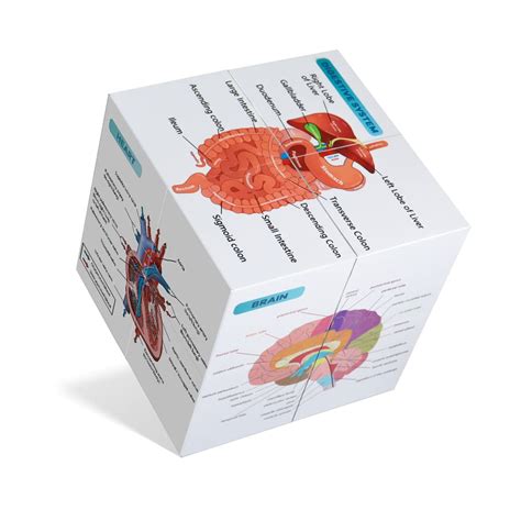Buy kaitnax Human Anatomical Set Anatomy Study Cube Medical Student ...