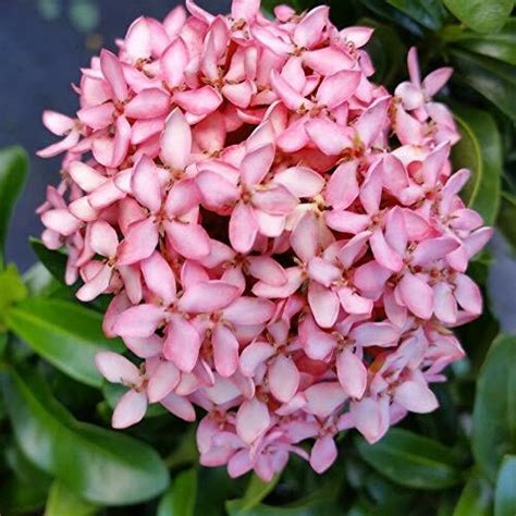 Pink Ixora Plant - freeshipping with in India - PadmamNursery – Padmam ...