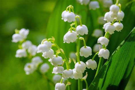 lily of the valley meaning flower language