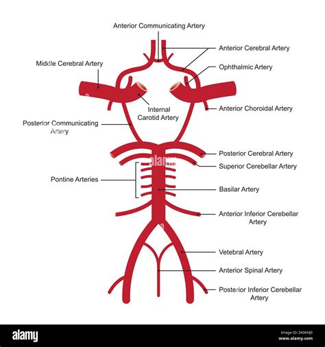 Internal Carotid Artery Circle Of Willis - circle of willis anatomy