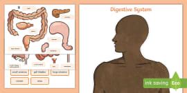 Image Of The Digestive System With Labels | KS2 Science