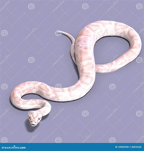 Image result for White Diamond Ball Python