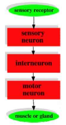 The Neuron - Zoology Optional Notes for UPSC PDF Download