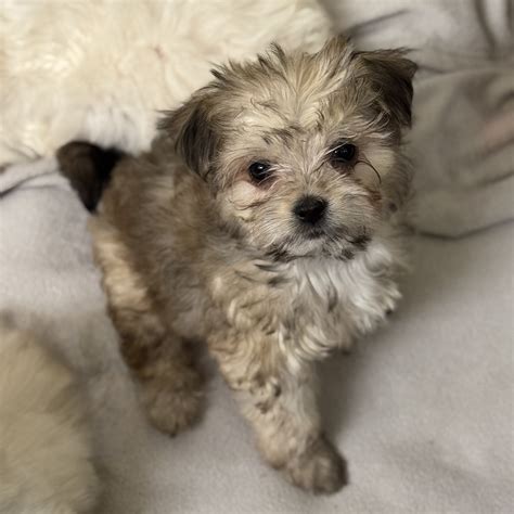 Kilkenny Irish Cream Ale nka Lily – Motley Zoo Animal Rescue