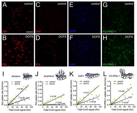 Permeation of Molecules through Astroglial Connexin 43 Hemichannels Is ...