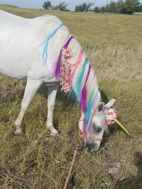 Is this a horse or a unicorn 😂😂 : r/Horses